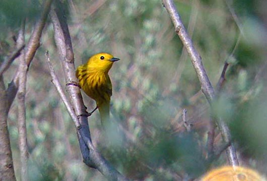 digiscoped yellow warbler phone