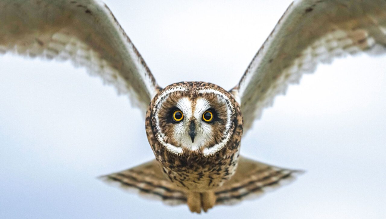 Moon-faced brown, beige and chocolate bird with yellow eyes, flies towards the camera.