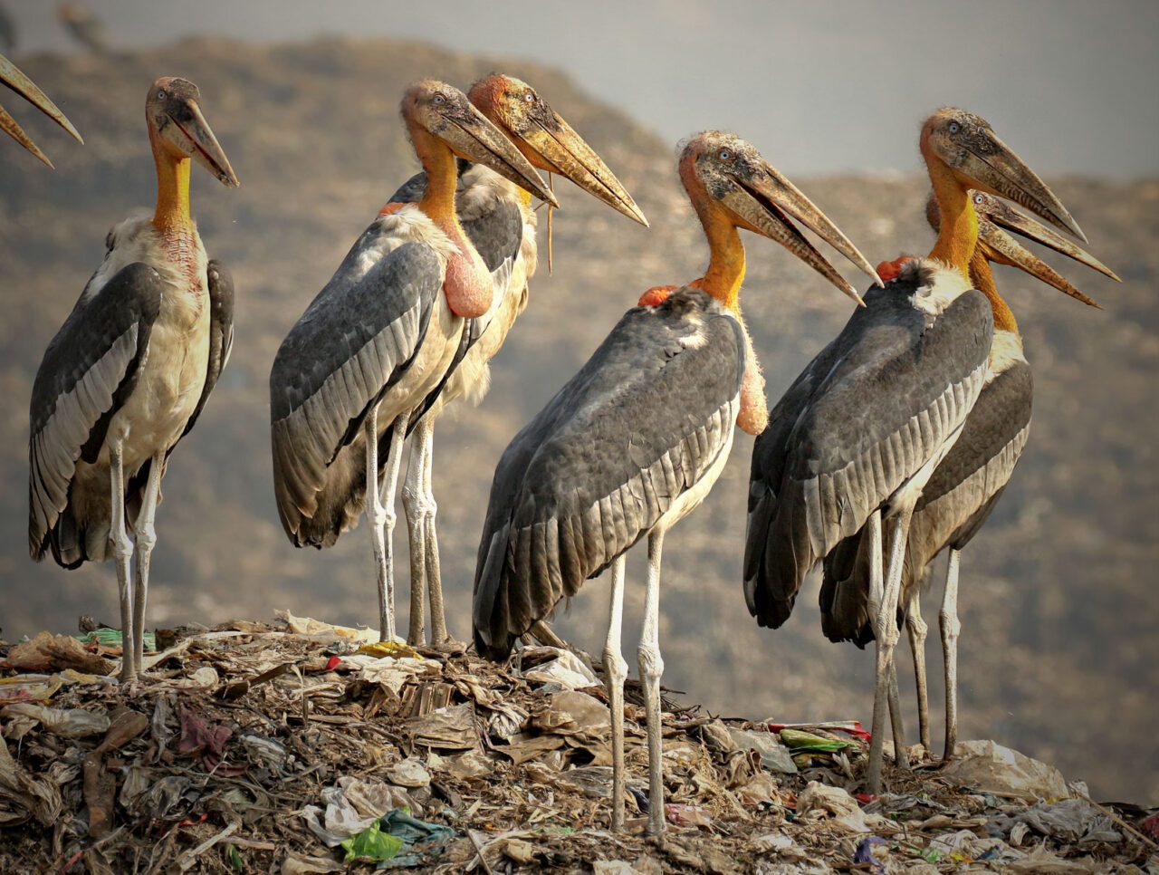 Seven tall birds with very large bills stand together on a rubbish dump.