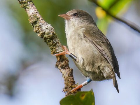 Greyish-beige little bird with small, conical pinkish bill, perches on a branch, with ID tags on its legs.