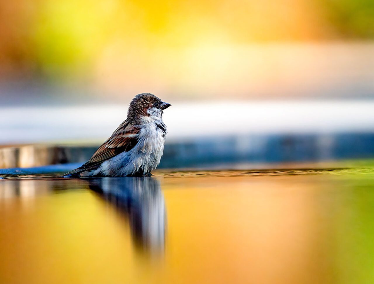 Small brown and gray bird with a black pointy bill, stands in water with golden light.