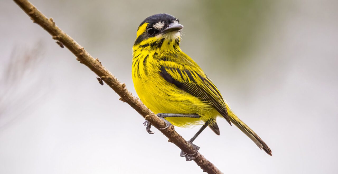 Yellow bird with black stripes and a black bill with white patches by bill, perched on a branch.