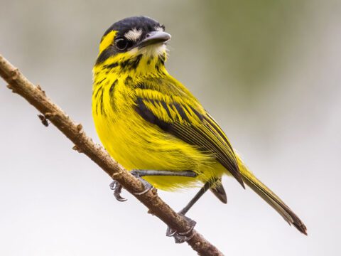 Yellow bird with black stripes and a black bill with white patches by bill, perched on a branch.