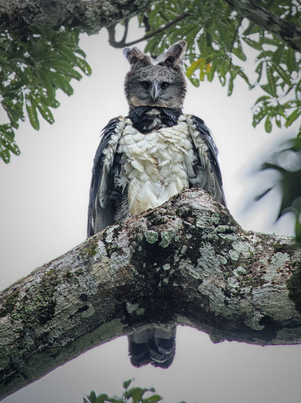 A large, imposing eagle with two head tufts, stand on a tree and looks down.