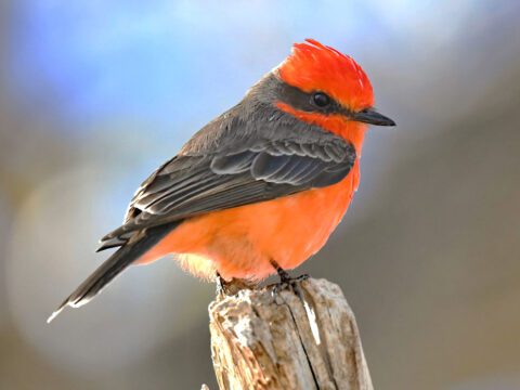 Tomato red bird with a black back and wings, little black bill and a wide black stripe from bill to back of head, stands on a wood perch.