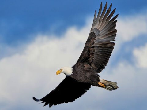 A large, black bird with a white head and large yellow bill and legs, flies against a blue sky with white clouds.