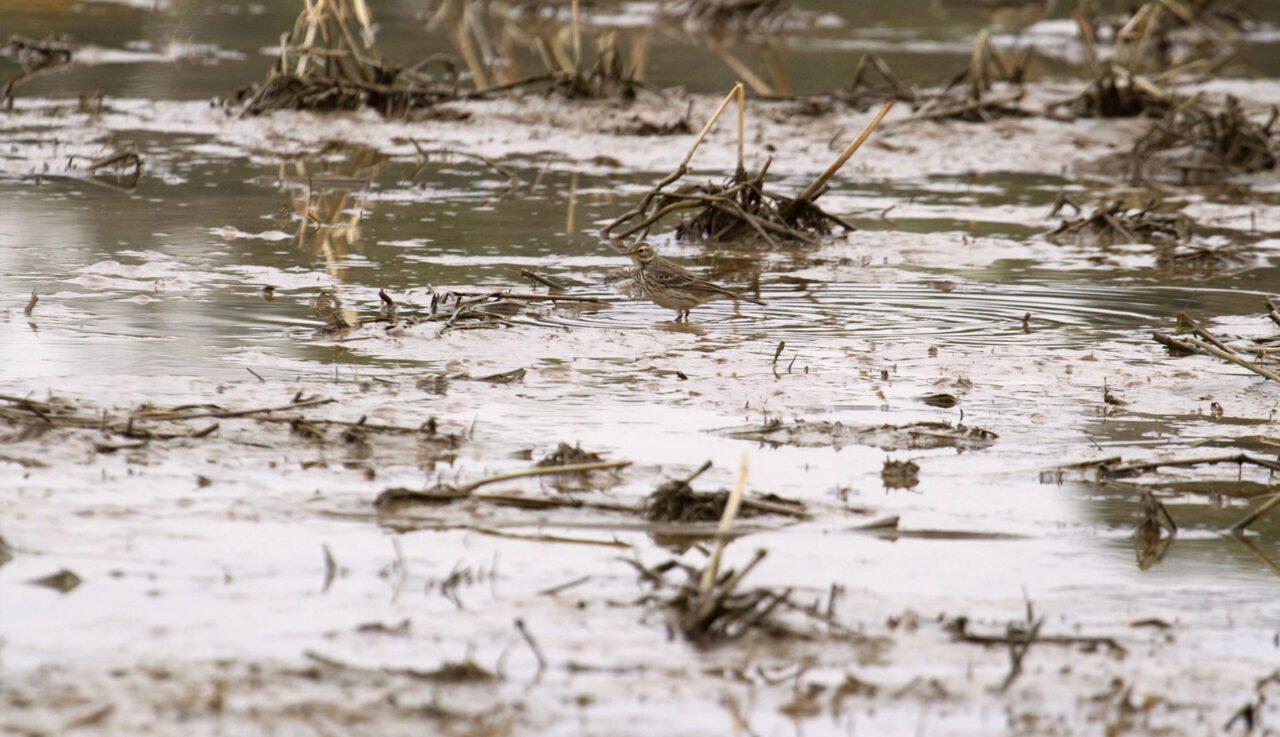 A brown and cream streaked bird stands in water and blends into the scene.