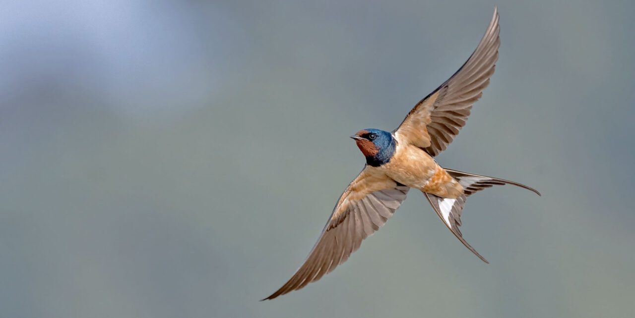 A swallow with a forked tail, blue and burgundy head, and red-beige underside, flying.