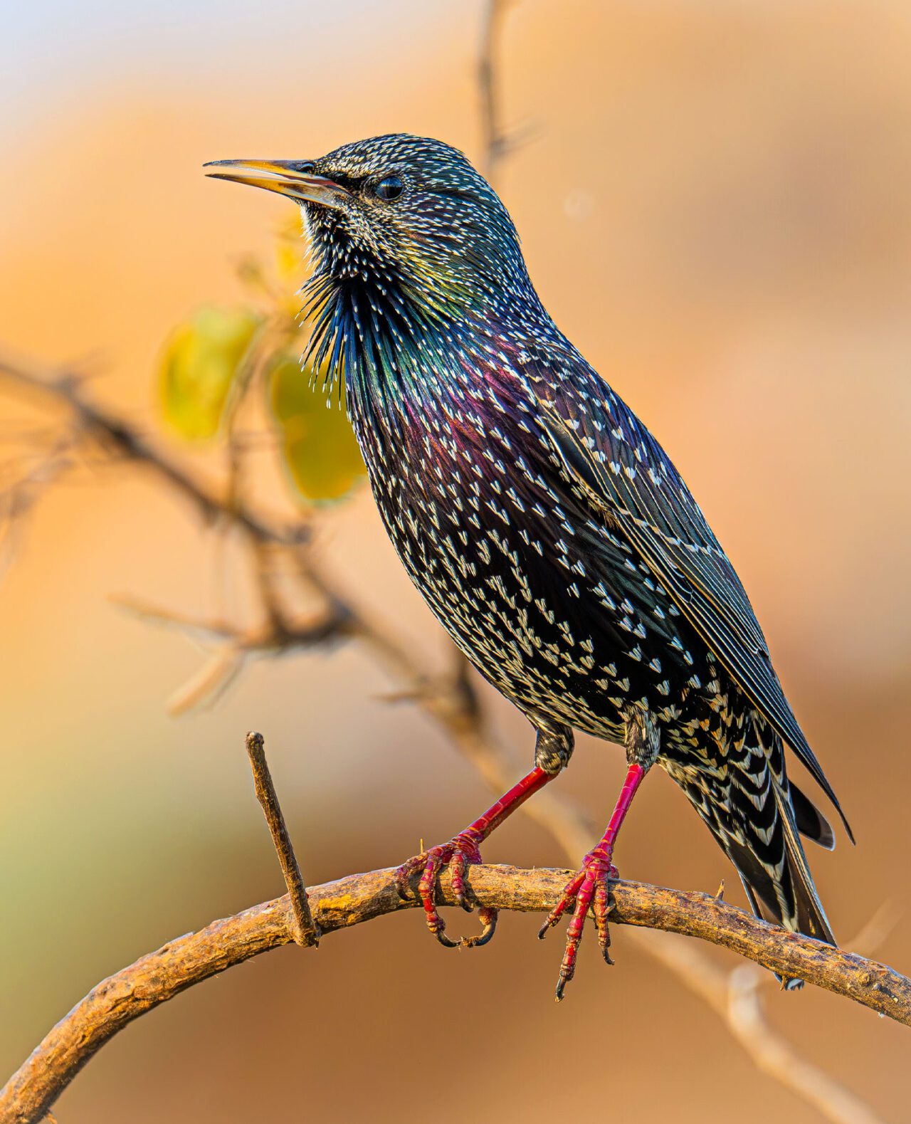 A black-iridescent bird with white-tipped feathers, perches on a branch.