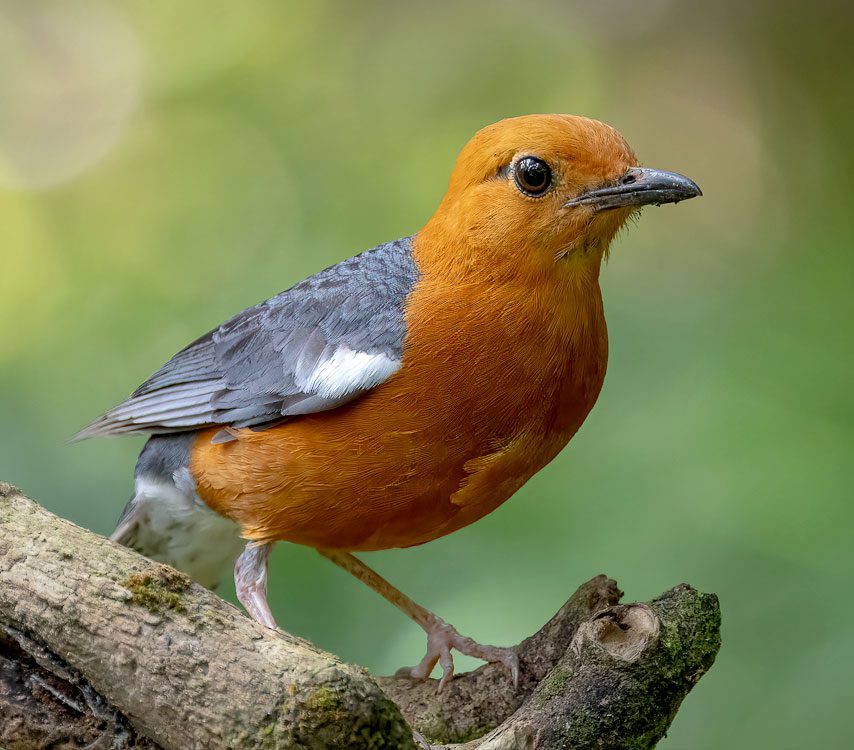 An orange bird with gray and white wings stands on a branch.