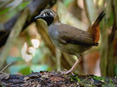 A cinnamon-brown and gray bird with a black throat and upright tail, stands in the forest.