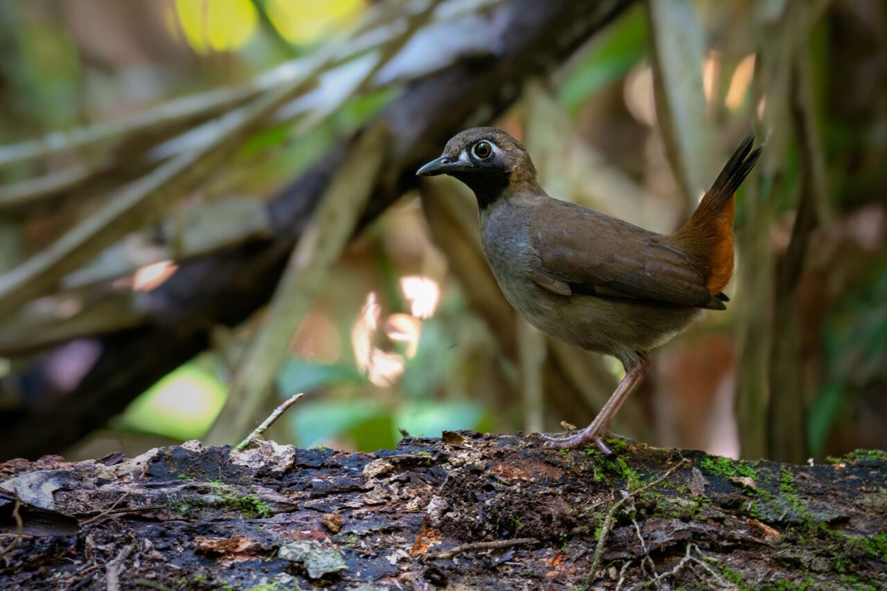 A cinnamon-brown and gray bird with a black throat and upright tail, stands in the forest.