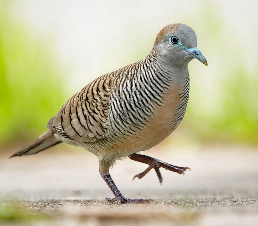 A stripey, chubby, grayish bird walks on the ground.