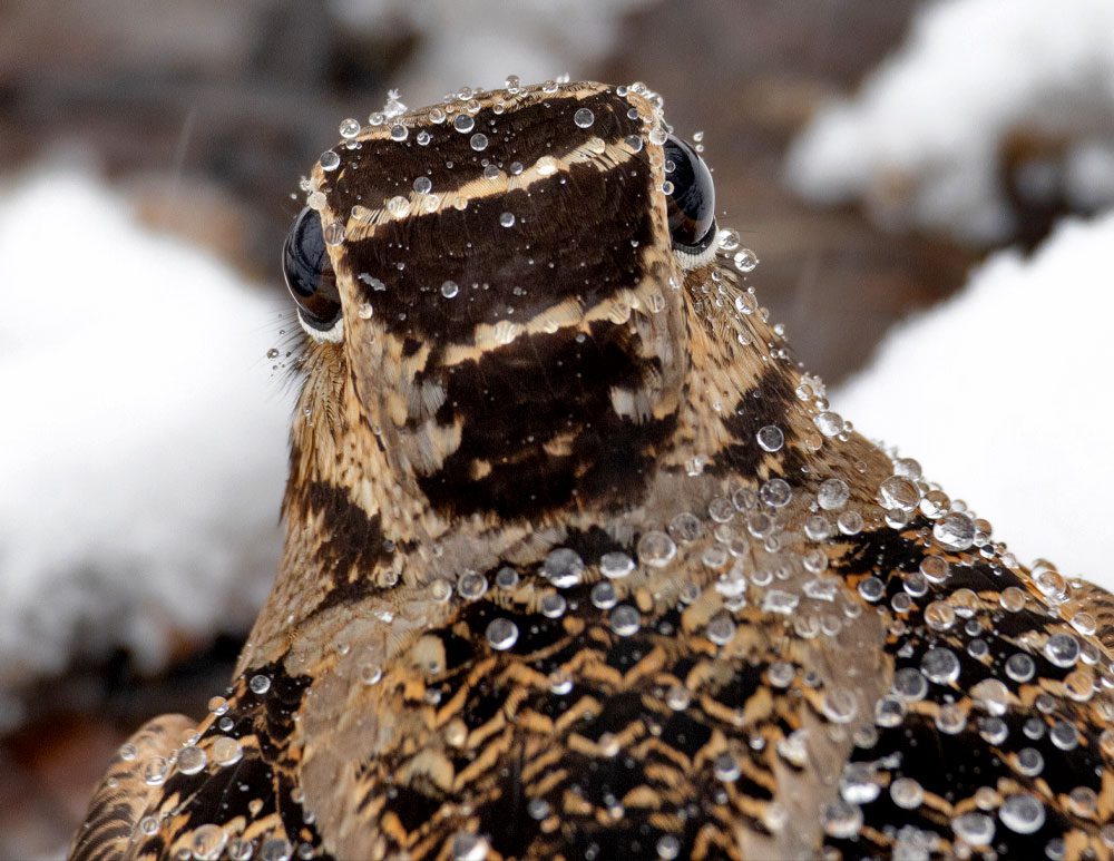 A photo of a brown and beige bird with no beak because not facing the camera, but can still see eyes.