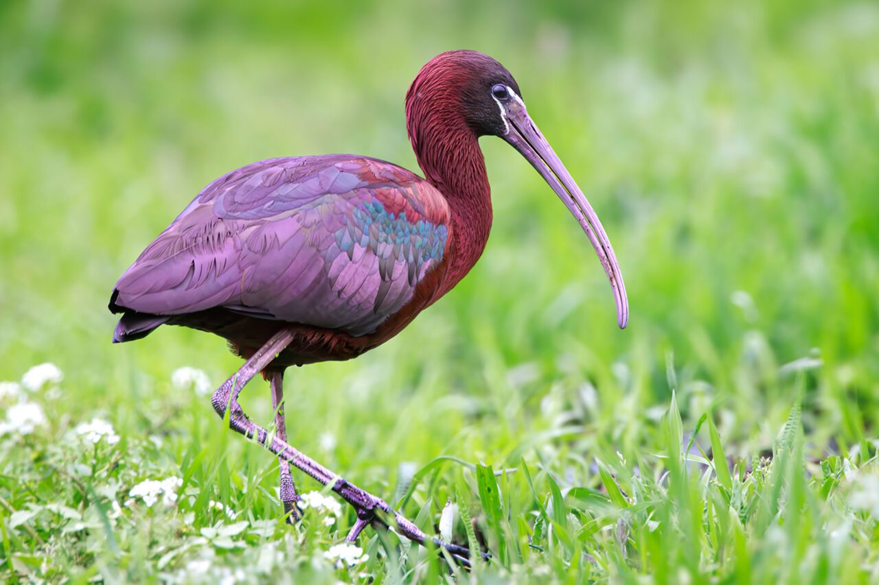 An iridescent burgundy/violet bird with long legs and a very long bill, walks in the grass.