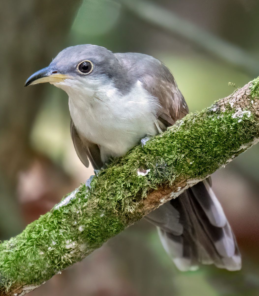 A gray and white bird with a yellow mandible and eye-circle, perches on a mossy branch.