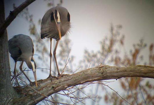 great blue herons phone digiscoped