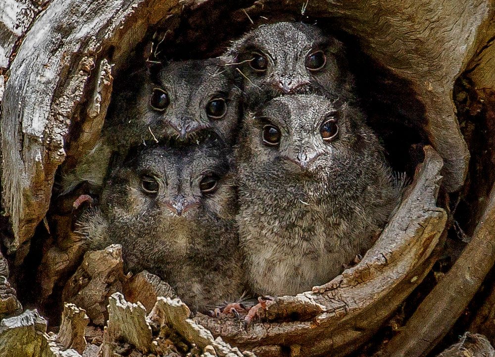 Four grey bird faces with small beaks and big brown eyes, stare out of a tree cavity.