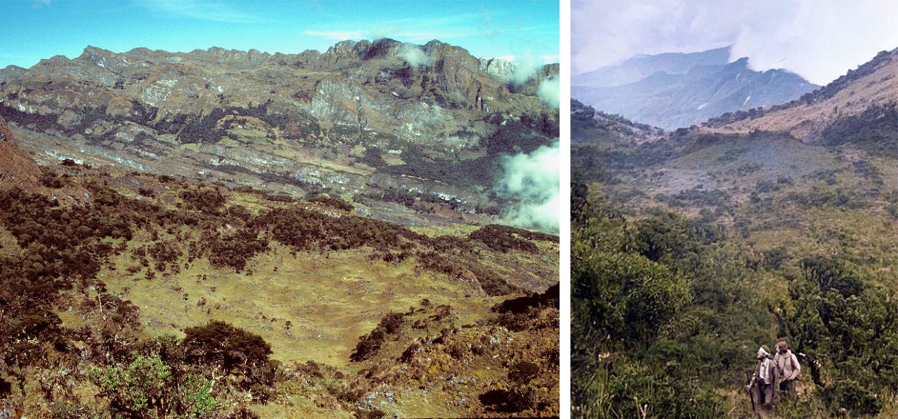 Beginning in the 1970s, expeditions to the Andes would lead to the discovery of over a dozen new species of these secretive birds. Photo by Ken Rosenberg (left), and Morris Williams.