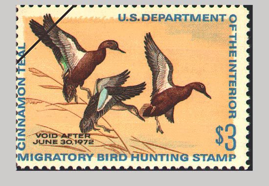 The 1971 Duck stamp featuring Cinnamon Teal.