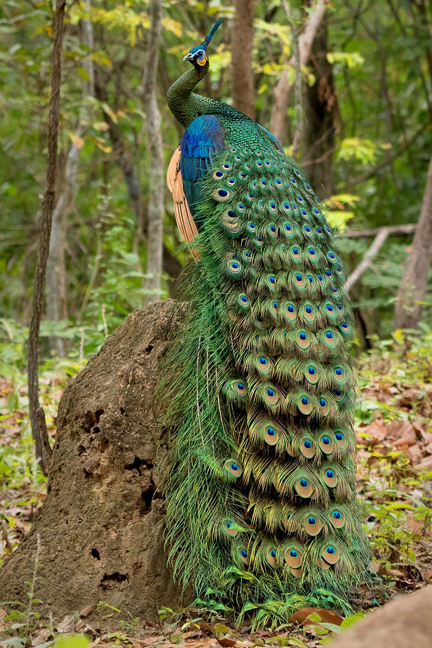 A large, gorgeous green bird with blue and yellow highlights, a large head crest and a giant tail with multi-colored "eye" patterns.