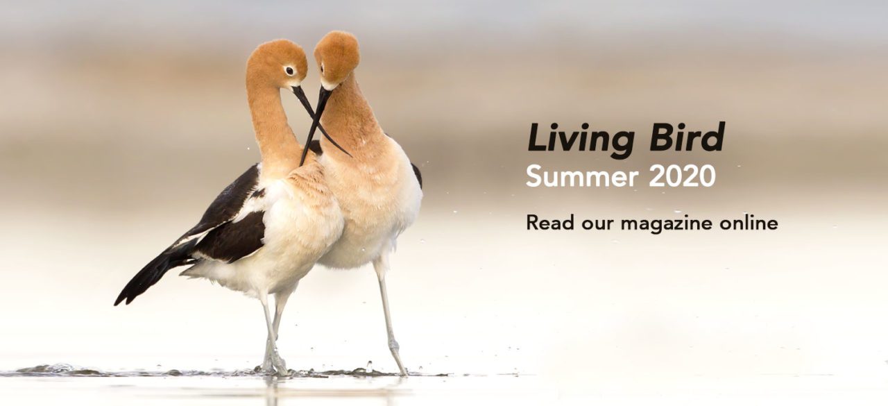 American Avocets by Melissa Groo.