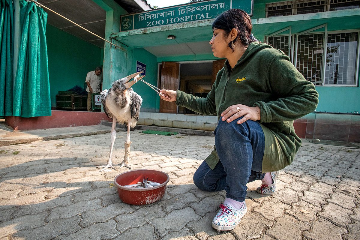 Villagers and local police rescue young Greater Adjutant storks that fall out of their nests and transport them to the Assam State Zoo, where they are treated for their injuries, raised to fledgling age, and released back into the wild. Photo by Gerrit Vyn.