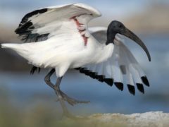 Closeup of an ibis - a large, long-legged black-and-white bird with a heavy, curved bill, spreads its wings as it wades through water