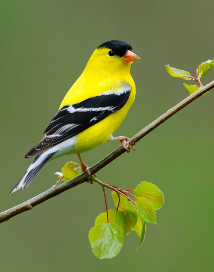 American Goldfinch by Gerrit Vyn