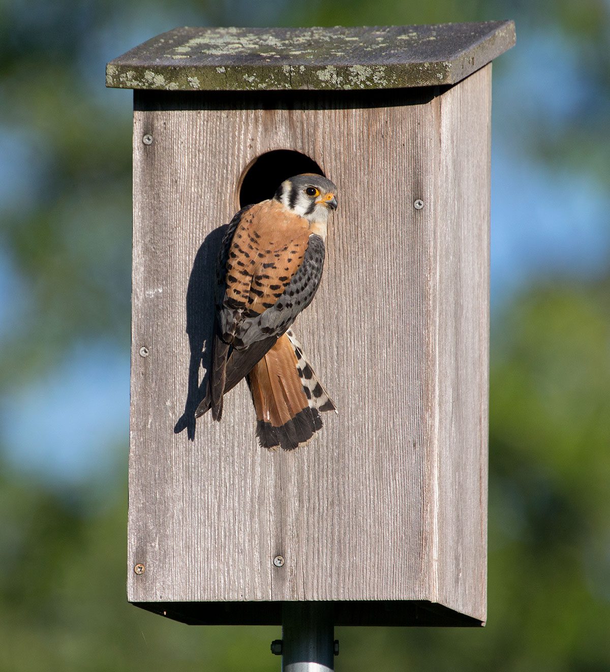 American Kestrel by Melissa Groo.