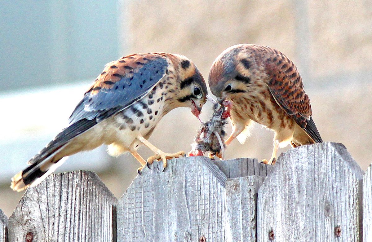 American Kestrels by Nicole Desnoyers/Macaulay Library, ML61248861