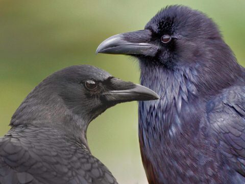 Montage of 2 images: two black birds with strong-looking beaks, facing each other.