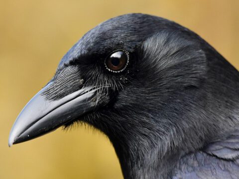 closeup of the head of a crow