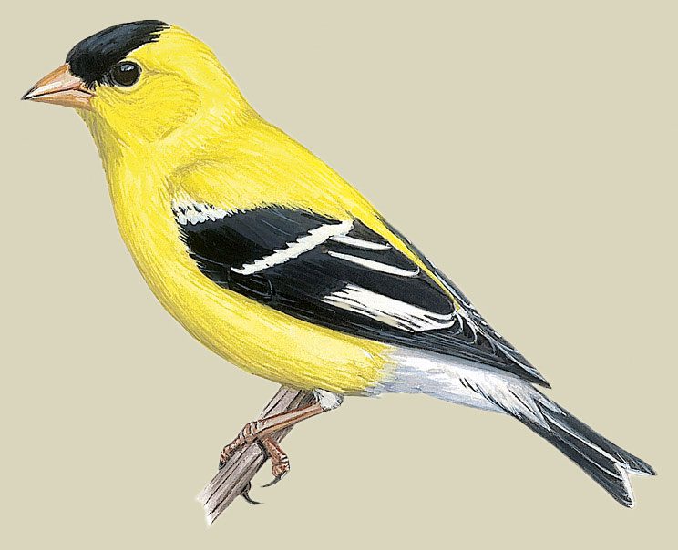 Illustration of yellow bird with a black cap and black and white wings.