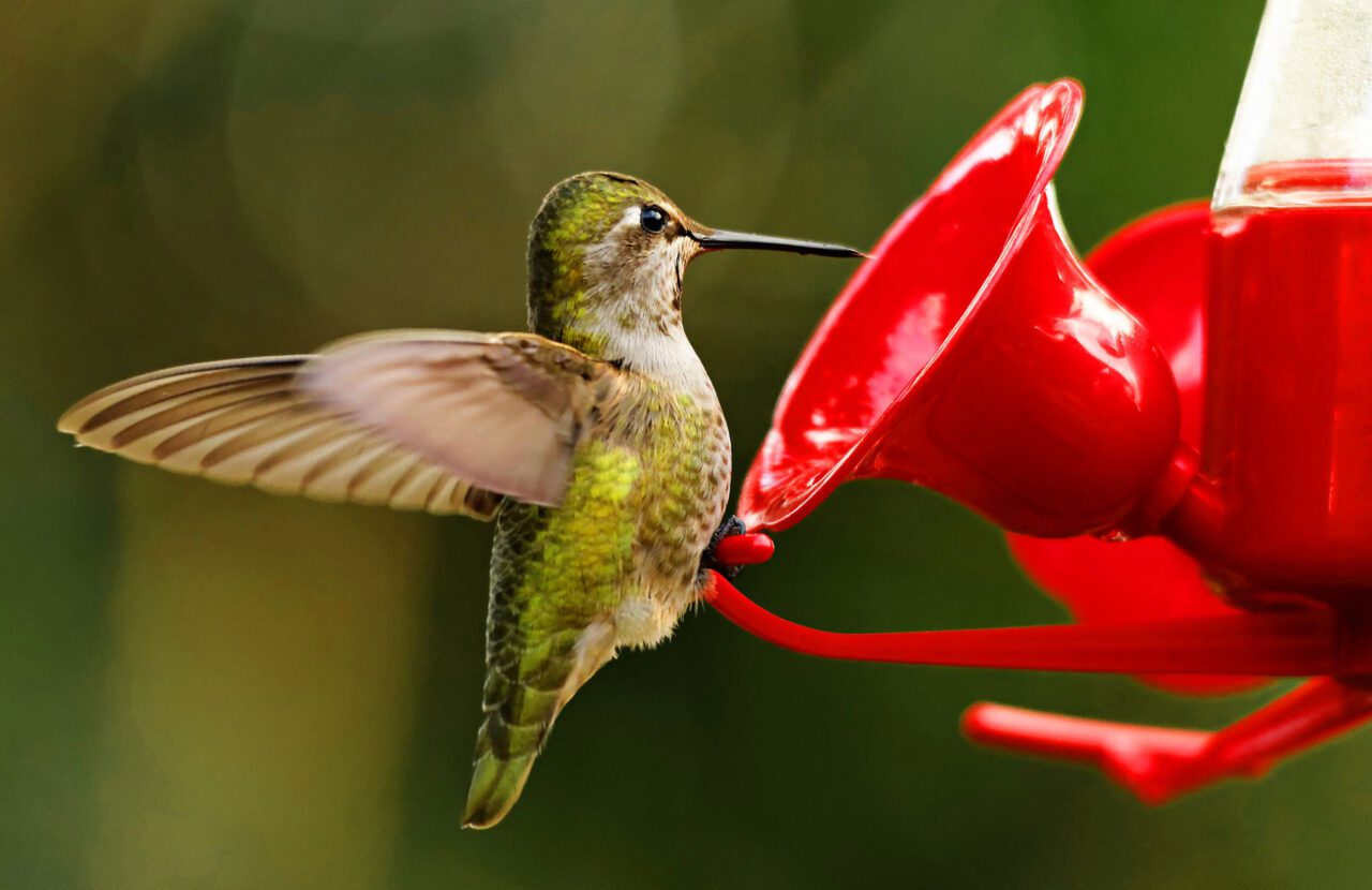 A little green bird with its wings open, at a red feeder.