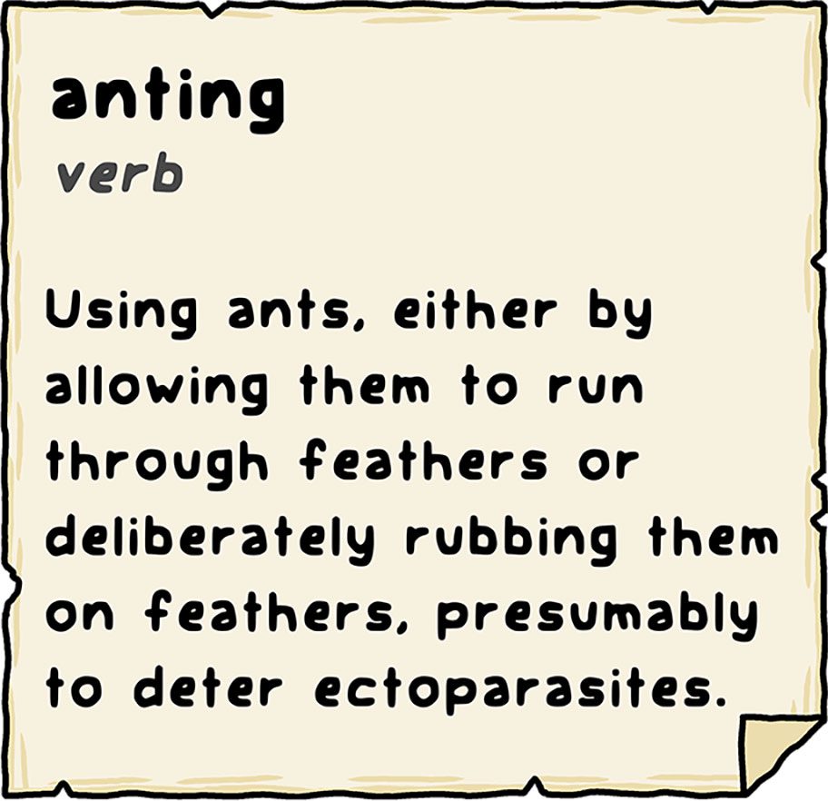 Illustration of a page saying: "anting, verb, Using ants, either by allowing them to run through feathers or deliberately rubbing them on feathers, presumably to deter ectoparasites."