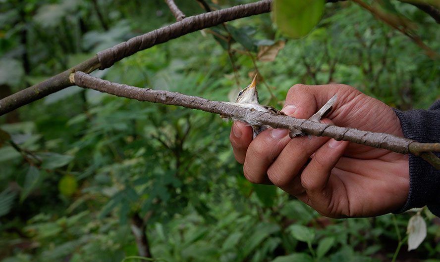 A hand wrapped around a small songbird trapped in glue on a branch.