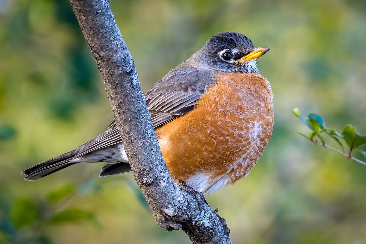 American Robin by Jim Pottkotter, one of Greer's new connections through birding.