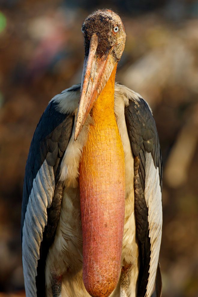 Adjutant storks have a distinctive light orange sac or pouch, dangling from their necks, which turns deep orange and red during the breeding season. Photo by Gerrit Vyn.