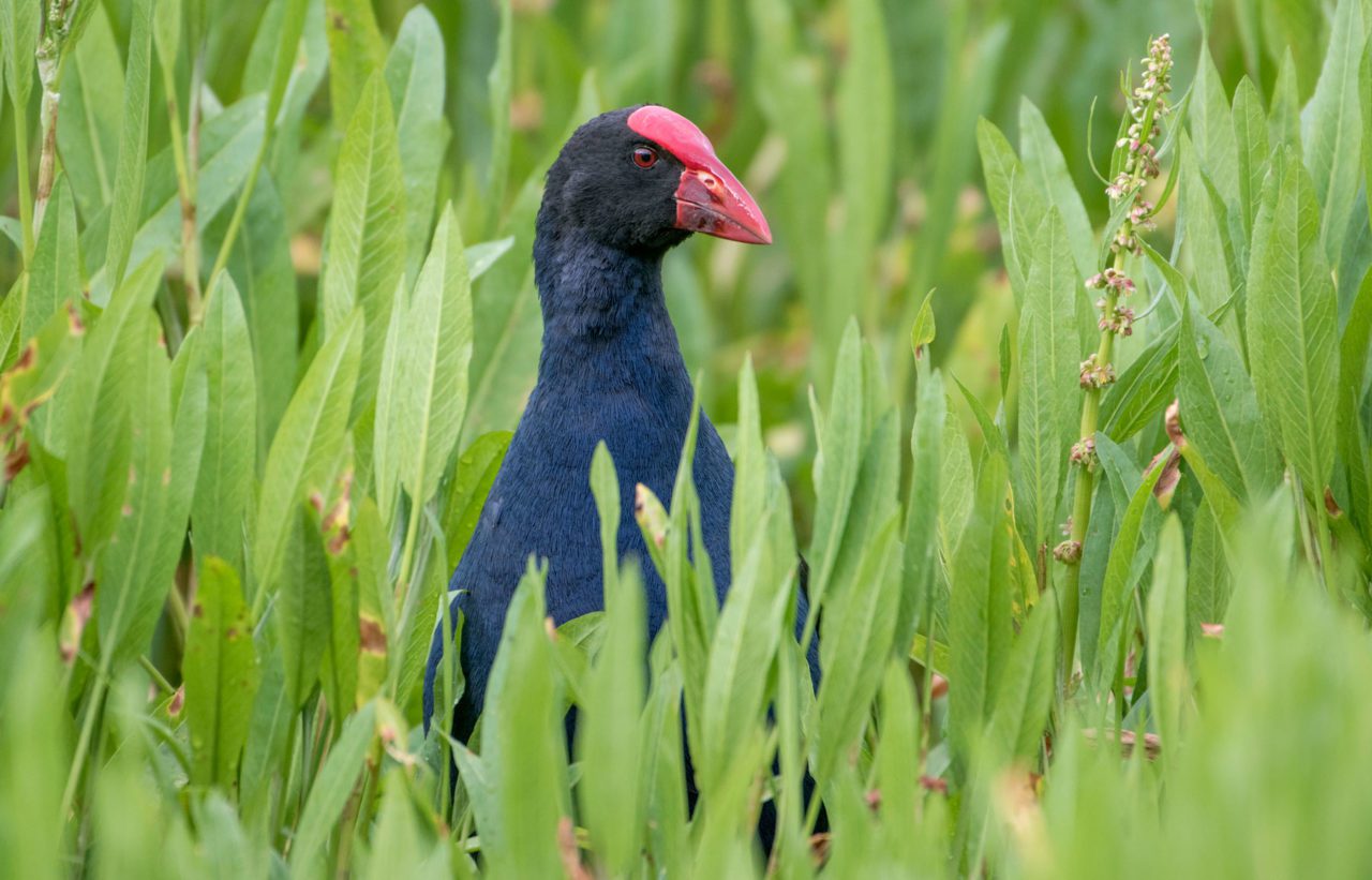 Australian Swamphen by Lucas Brook/Macaulay Library.