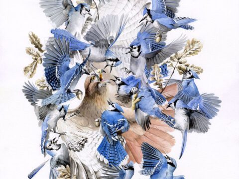 Illustration of a hawk being mobbed by a lot of blue, black and white birds.