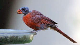 Bald-headed Northern Cardinal, photo by Eddie Eller, Murfreesboro, Tennessee.