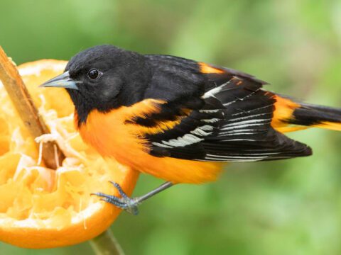 Orange and black bird on an orange.