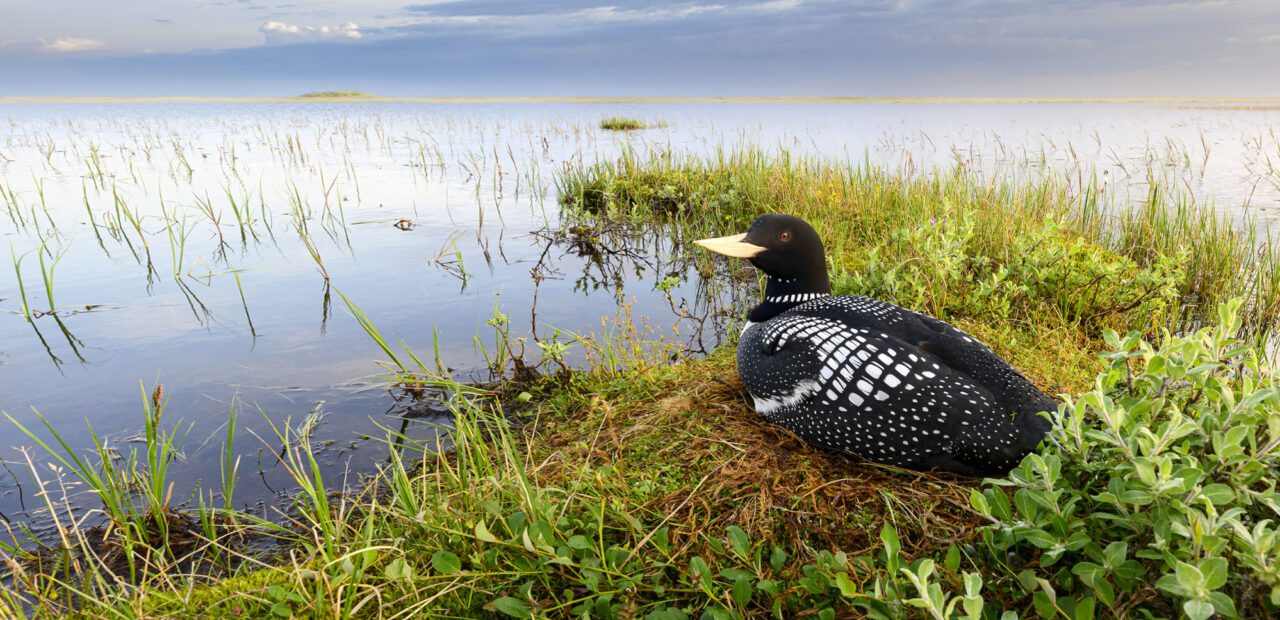 Black and white bird with a big pale yellow bill and red eye, sits in the grass next to a lake.