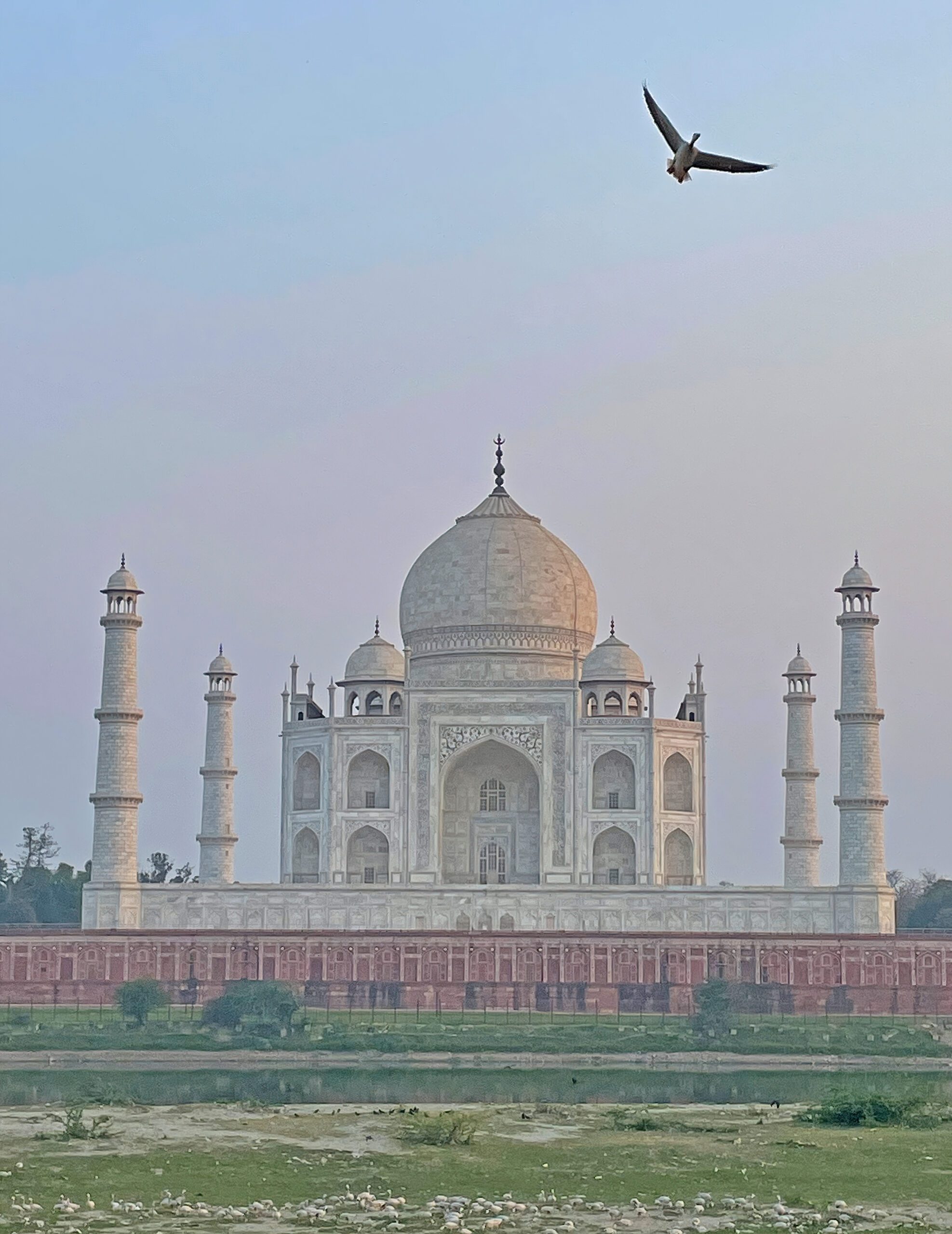 large bird flying with beautiful white building in the background.