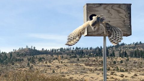 Barn Owl Flying out of nest box. Photo by Jane Thompson, Macaulay Library 121941781