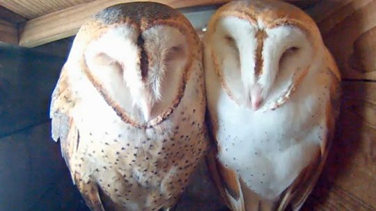 Barn Owls on the bird cam