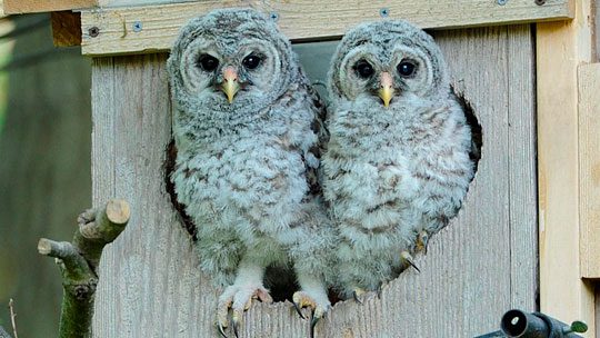 Barred Owls about to start branching on the Birdcams Barred Owl cam, 2014