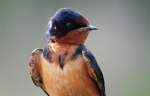 barn swallow by richard richtmyer