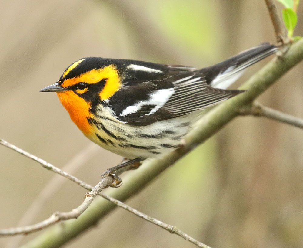 Blackburnian Warbler by Ezra Staengl/Macaulay Library.